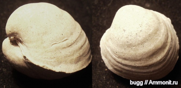 палеоген, двустворки, Симферополь