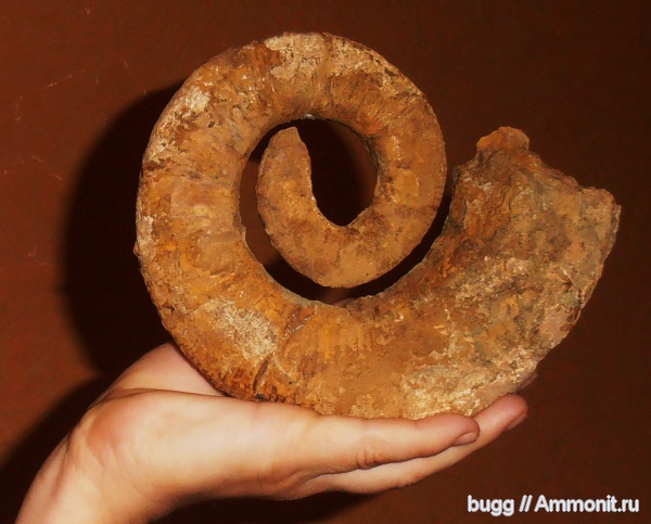 аммониты, гетероморфные аммониты, баррем, нижний баррем, Crioceratites, Ammonites, Верхоречье, Barremian, heteromorph ammonites