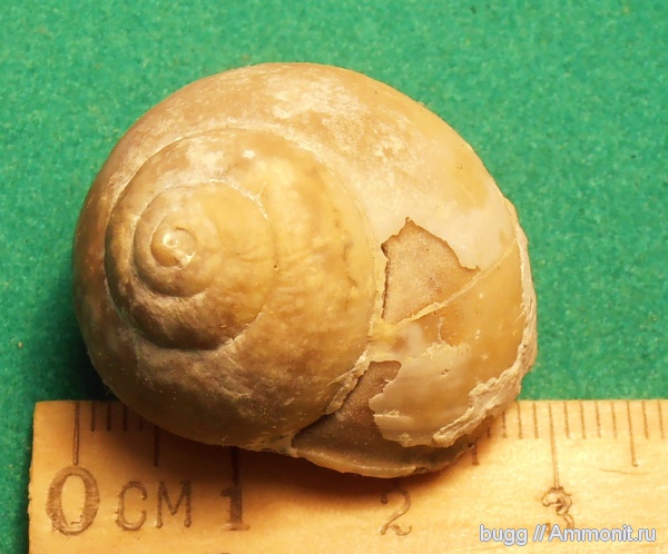 неоген, Крым, Natica, Севастополь