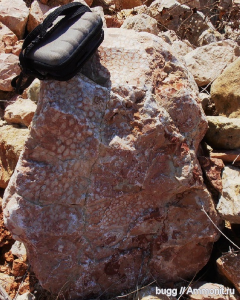 мел, кораллы, Крым, Балаклава, Кадыковский карьер, Cretaceous