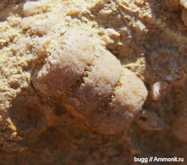 морские лилии, мел, криноидеи, Балаклава, членики морских лилий, Кадыковский карьер, Cretaceous