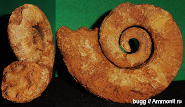 аммониты, мел, гетероморфные аммониты, Крым, баррем, нижний баррем, Crioceratites, Ammonites, Верхоречье, Barremian, Cretaceous, heteromorph ammonites