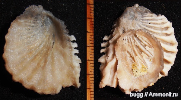 мел, двустворки, маастрихт, Крым, Lopha, устрицы, Симферополь, Maastrichtian, Cretaceous