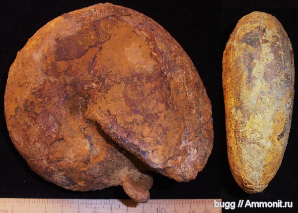 аммониты, мел, Крым, баррем, нижний баррем, Euphylloceras, Ammonites, Верхоречье, Barremian, Cretaceous, Euphylloceras ponticuli