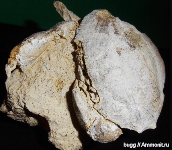 Крым, Xanthopsis, крабы, Симферополь