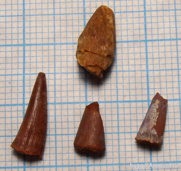 палеоген, зубы рыб, Белогорск, fish teeth