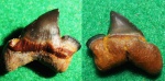 зуб акулы Striatolamia