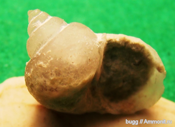 гастроподы