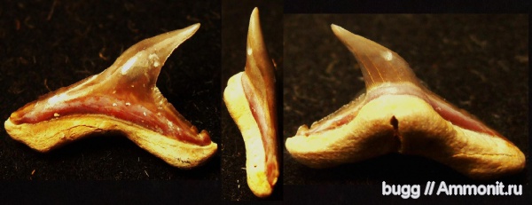палеоген, зубы акул, Carcharhiniformes, Белогорский район, shark teeth