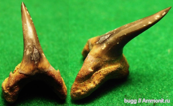 эоцен, зубы акул, Белогорский район, Usakias wardi, shark teeth