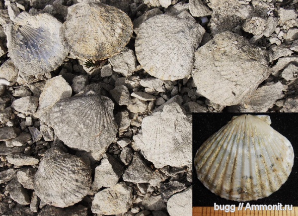 двустворки, маастрихт, Малое Садовое, Maastrichtian