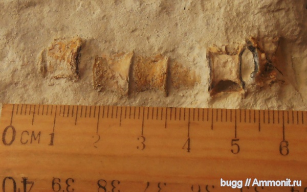 рыбы, эоцен, Симферополь, fish