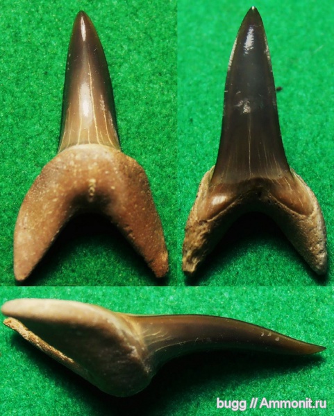 рыбы, эоцен, акулы, Крым, зубы акул, Macrorhizodus, Белогорский район, Macrorhizodus praecursor, fish, shark teeth, sharks