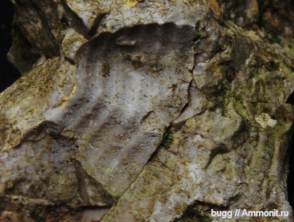 трилобиты, пермь, Крым, Верхоречье, Permian