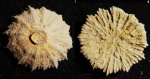 Коралл из берриаса