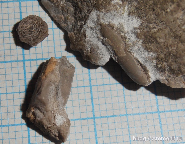 простейшие, фораминиферы, Крым, фузулиниды