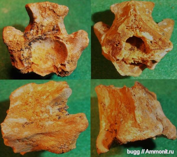 эоцен, змеи, Крым, морские змеи, Пролом