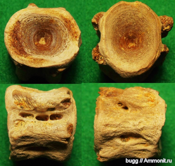 рыбы, Крым, позвонки рыб, Белогорский район, fish