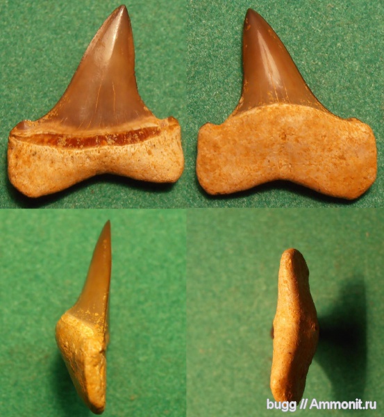 рыбы, эоцен, акулы, зубы акул, Macrorhizodus, Белогорский район, fish, shark teeth, sharks