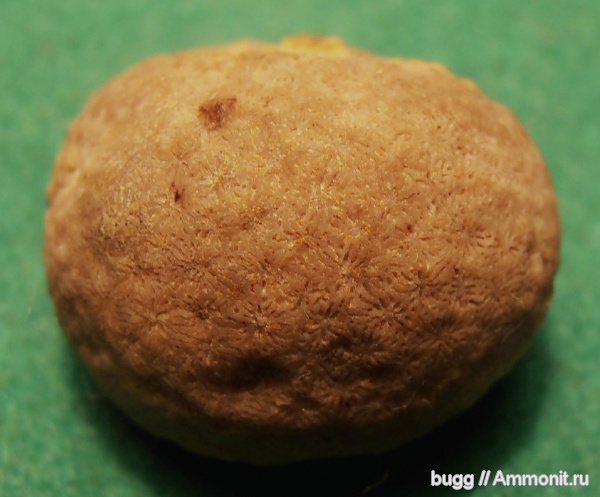 мел, кораллы, Балаклава, Scleractinia, Cretaceous