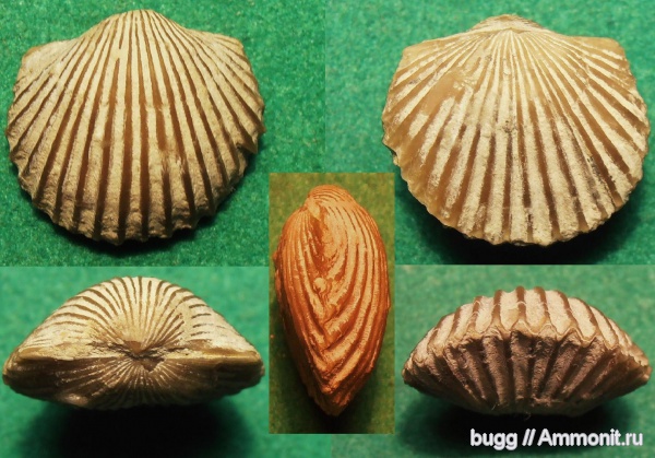 брахиоподы, ордовик, Путилово, Orthambonites, Orthambonites calligramma, Ordovician