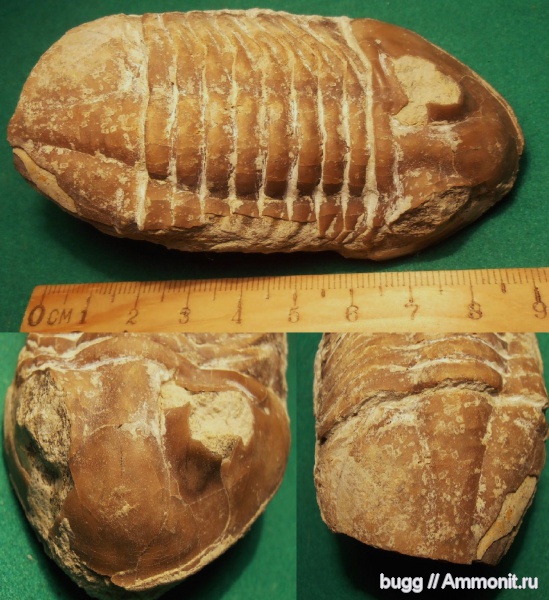 трилобиты, ордовик, Путилово, Asaphus, Ordovician