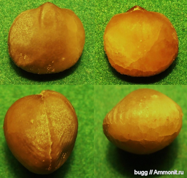 брахиоподы, ордовик, Путилово, Lycophoria, Lycophoria nucella Dalman, Ordovician