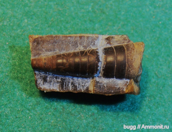 белемниты, фрагмоконы, Крым, апт, Балаклава, Aptian, belemnites, phragmocones