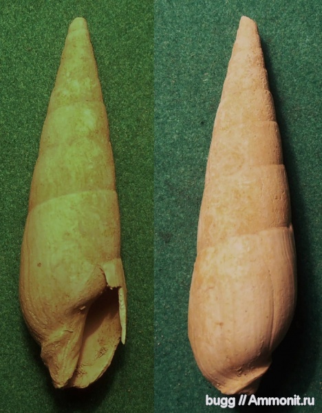 миоцен, Terebra, Terebra fuscata, Тернопольская область