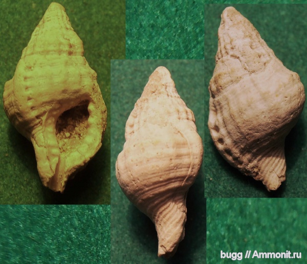 миоцен, Triton taberllianum, Triton, Тернопольская область