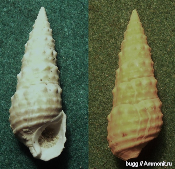 неоген, Polamides mitralis, Polamides