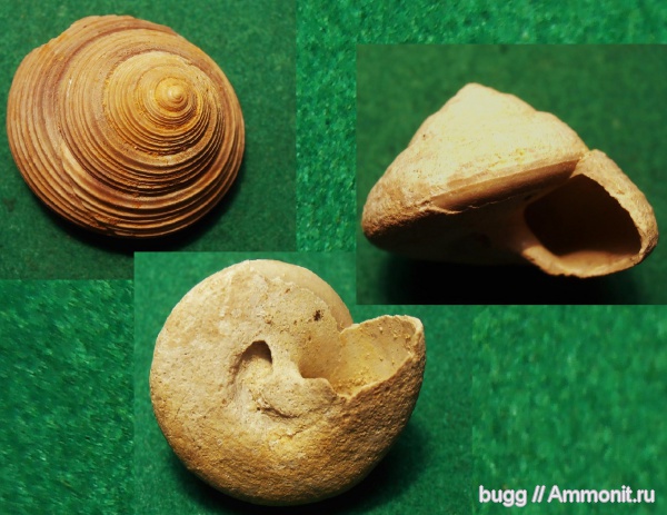 неоген, Calliostoma