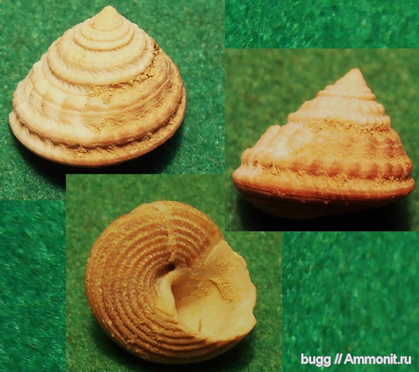 неоген, Gibbula, Gibbula buchi