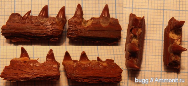 рыбы, эоцен, челюсти, Симферополь, челюсти рыб, fish