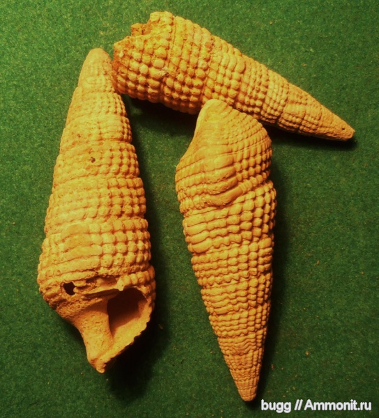 гастроподы, неоген, Terebralia, Terebralia bidentata