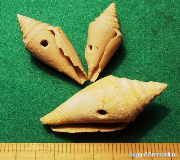 гастроподы, неоген, прижизненные повреждения, Conus, Conus dujardini, Тернопольская область, сверления, Oichnus