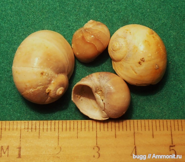 гастроподы, неоген, Natica, Natica millepunctata, Тернопольская область