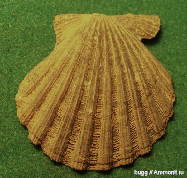 неоген, двустворки, Pecten, Тернопольская область