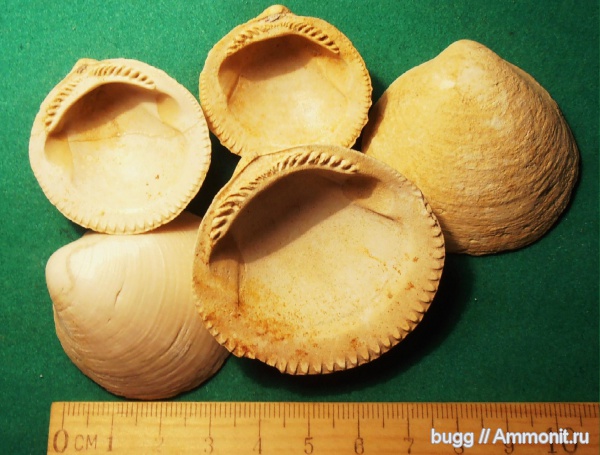 неоген, двустворки, Glycymeris, Тернопольская область