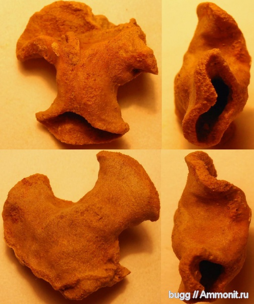 мел, губки, Крым, Cretaceous