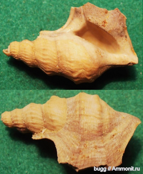 неоген, Aporrhais, Тернопольская область, Aporrhais pespelicani