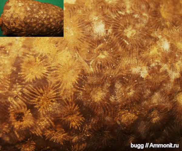 кораллы, Scleractinia, Diplocaenia