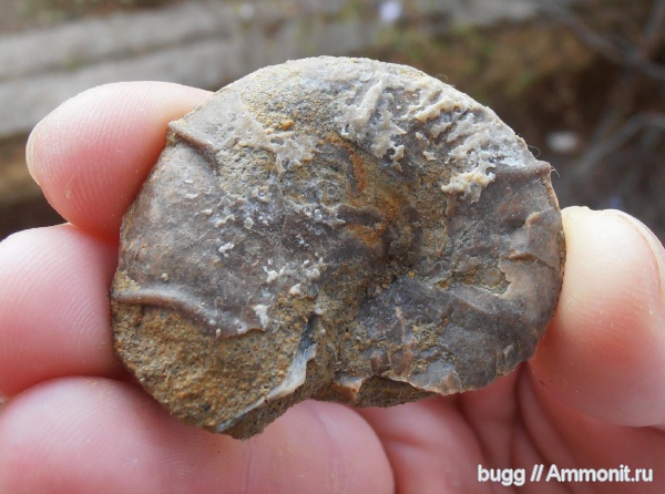 аммониты, мел, берриас, Ammonites, Ptychophylloceras ptychoicum, Ptychophylloceras, Байдарская долина, Berriasian, Cretaceous