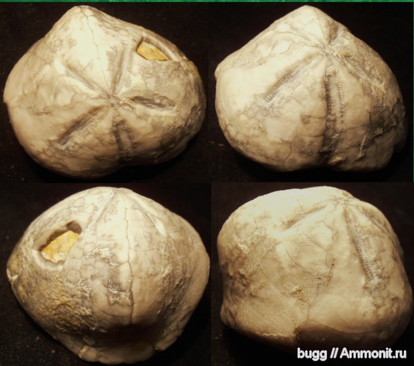 морские ежи, мел, Куйбышево, Epiaster, Cretaceous