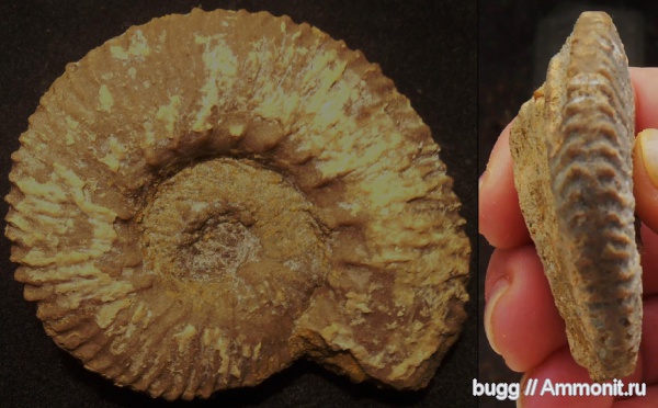 мел, берриас, Dalmasiceras, Байдарская долина, Berriasian, Cretaceous