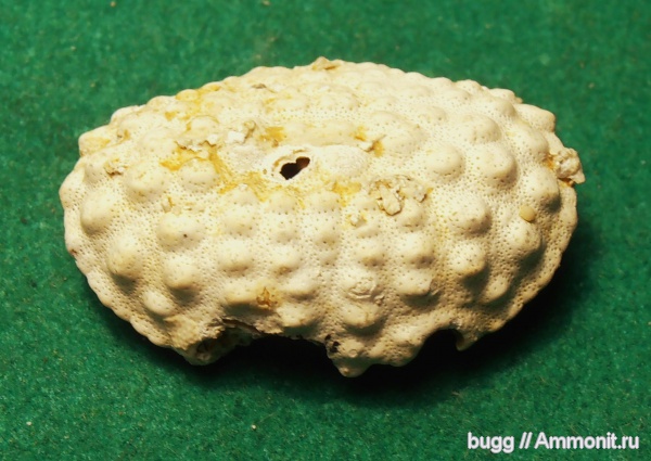 неоген, крабы, Daira, Daira speciosa, Тернопольская область