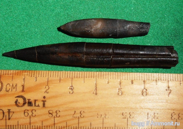 белемниты, юра, Балаклава, Золотой пляж, Belemnopsis subhastata, Belemnopsis, Jurassic, belemnites, Rhopaloteuthis