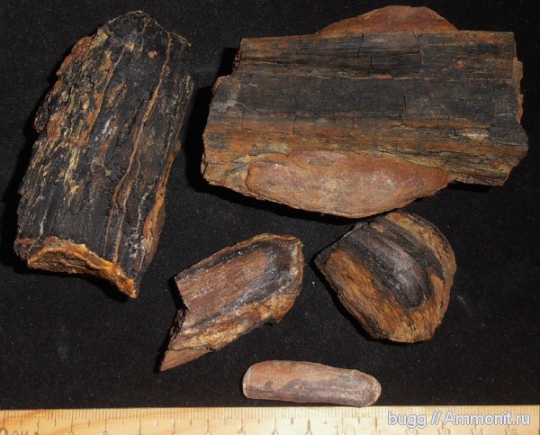 юра, окаменевшее дерево, Балаклава, Золотой пляж, Jurassic