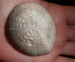 Echinocorys sp. Echinocorys sp.