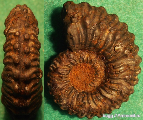 аммониты, юра, Kosmoceras, Дубки, Ammonites, Kosmoceras spinosum, Jurassic
